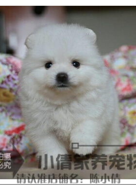 纯白色博美犬纯种茶杯博美日本俊介袖珍球体博美幼犬狗30h