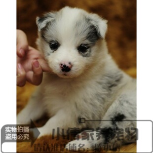 纯种陨石边境牧羊犬幼犬活体边牧狗狗家养智商聪明宠物狗活体h