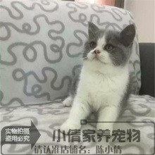 纯种英短蓝白立耳猫 英国短毛猫 蓝猫宠物猫幼猫活体可视频挑选x