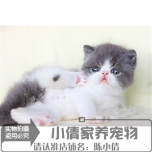 出售赛级加菲猫宠物猫咪异国短毛猫家养纯种加菲幼猫活体蓝白DDx