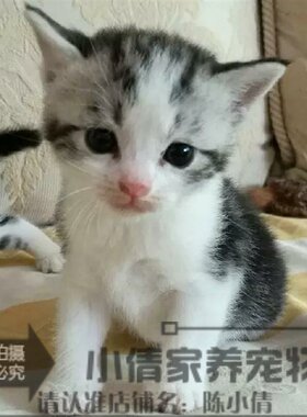 上海出售纯种银虎斑美国短毛猫