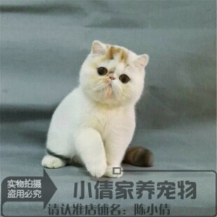 猫咪活体加菲猫活体猫咪纯种宠物猫异国短毛猫家养加菲猫幼猫h