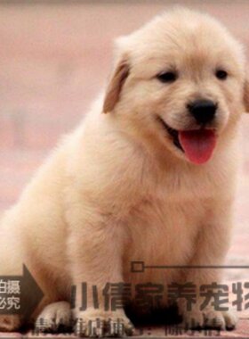 纯种活体黄色小金毛寻回犬