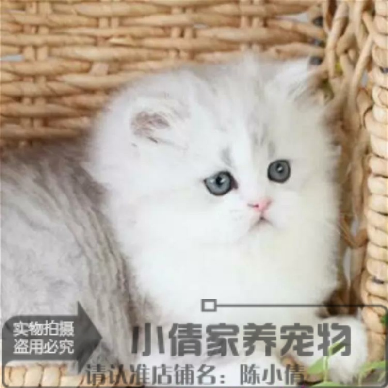 金吉拉幼猫长毛猫高地折耳宠物猫活体纯种家养银渐层支持支付宝x