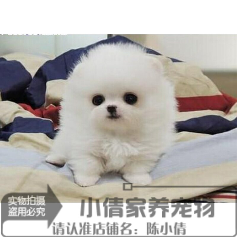 纯白色茶杯日本俊介袖珍博美幼犬