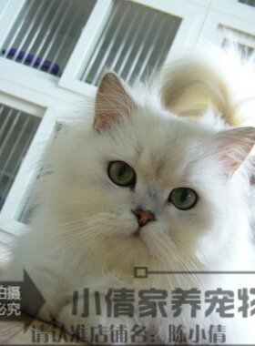 纯种银色渐层金吉拉英国短毛猫