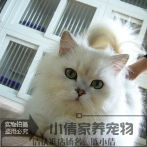 纯种银色渐层金吉拉英国短毛猫