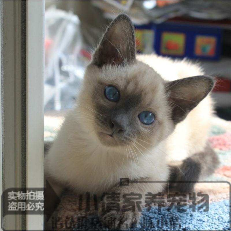 猫舍出售暹罗猫海豹色重点色幼猫猫咪活体宠物猫暹罗纯种赛级q