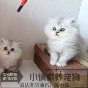 上海出售金吉拉幼猫长毛猫纯种家养绿眼宠物猫活体猫咪包健康x