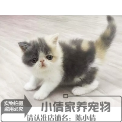 纯种活体异国短毛猫