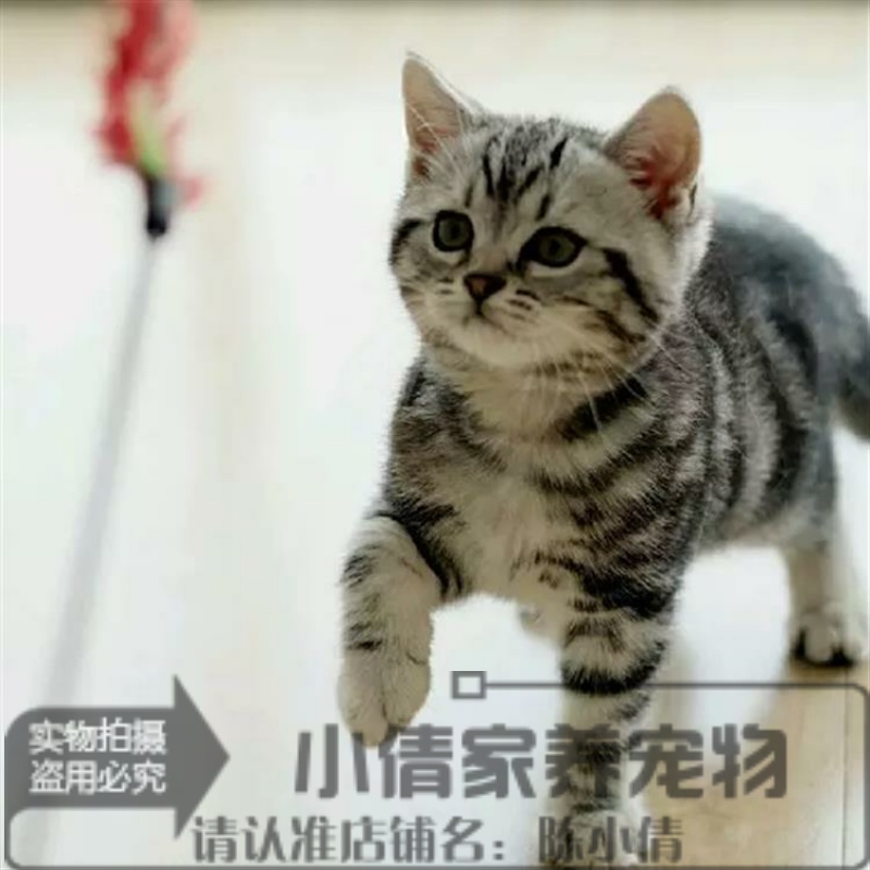 出售纯种活体美国短毛猫