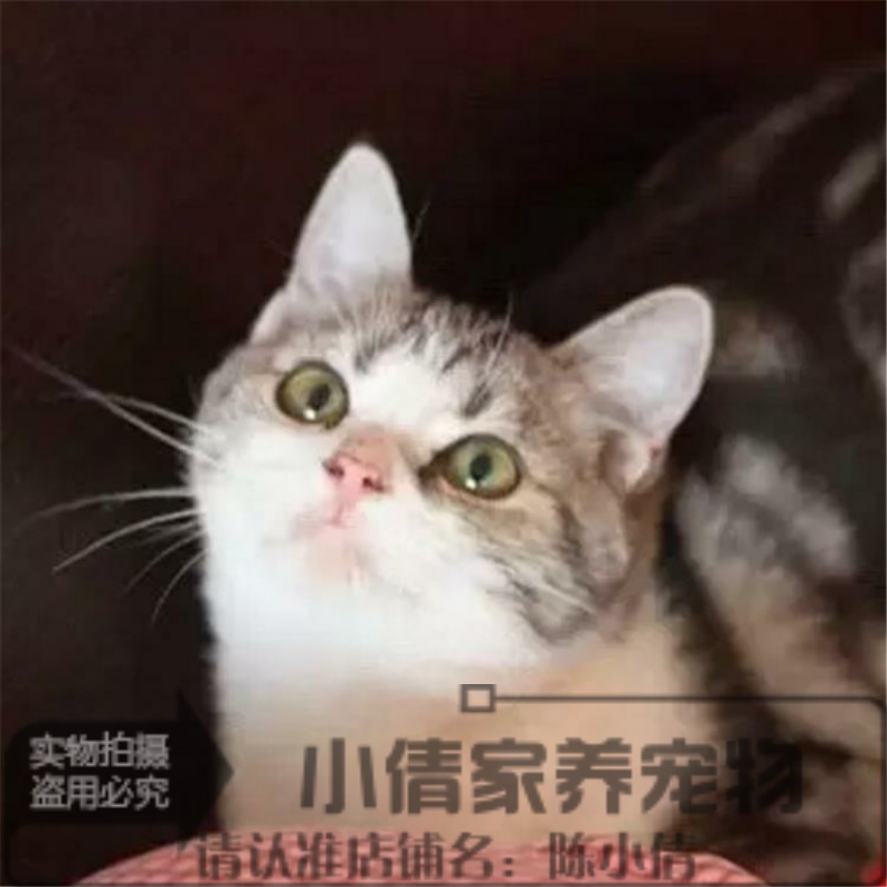 纯种活体美国短毛猫