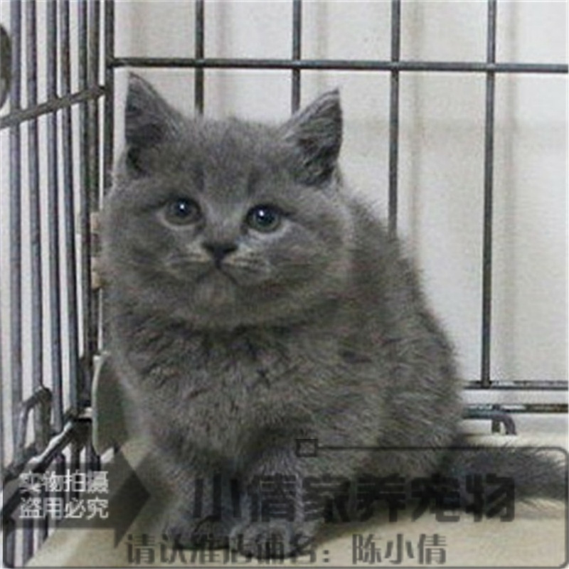 纯种英国短毛猫英短蓝猫活体短毛立耳折耳活体幼猫幼崽小猫出售x