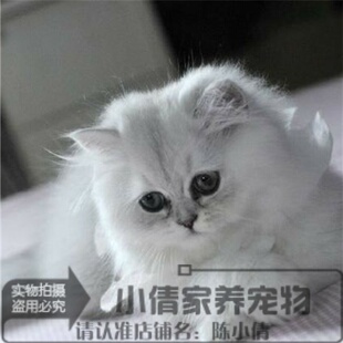 上海出售金吉拉活体纯种家养宠物猫咪幼猫长毛猫白色银渐层幼猫x