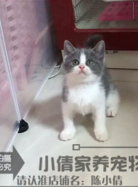 包子脸纯种蓝白活体英国短毛猫