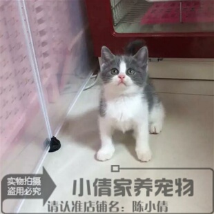 纯种蓝猫英国短毛猫家养宠物猫包子脸蓝白 蓝猫活体幼猫包邮h