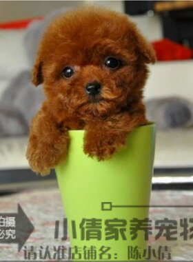 出售玩具茶杯贵宾活体幼犬