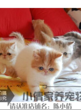 纯种活体异国短毛猫