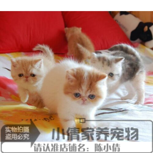 纯种活体异国短毛猫