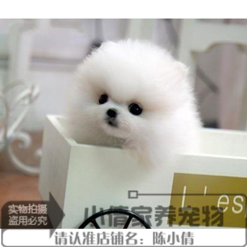 本地家养纯种博美幼犬长不大袖珍犬迷你狐狸宠物狗可上门挑q