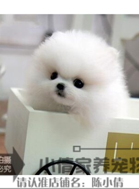 本地家养纯种博美幼犬长不大袖珍犬迷你狐狸宠物狗可上门挑h