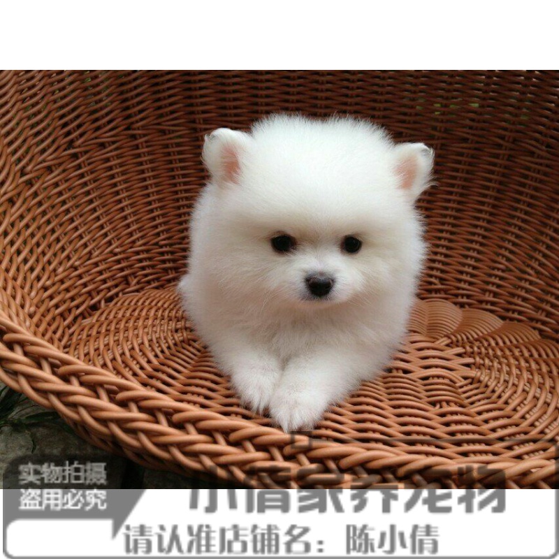 纯白色博美犬纯种茶杯博美日本俊介袖珍球体博美幼犬狗8x