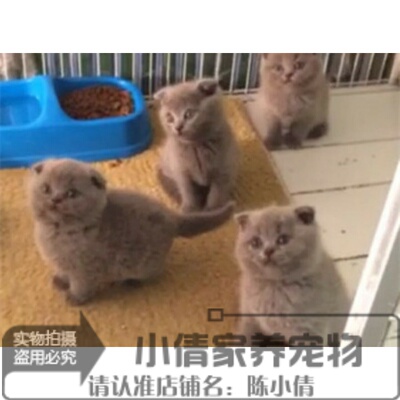 包子脸蓝色纯种活体英国短毛猫