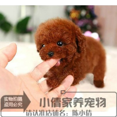 纯种幼犬茶杯长不大活体泰迪狗