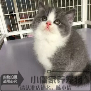 CFA猫舍繁殖英短蓝猫活体宠物猫咪纯种蓝猫幼崽幼猫蓝白八字脸h
