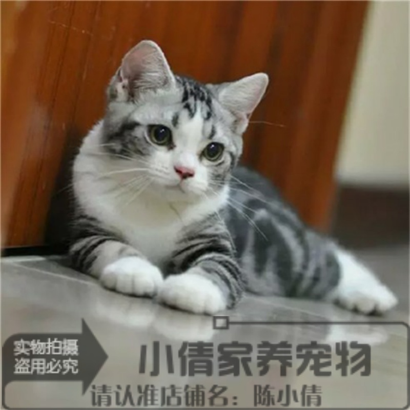 繁育活体银虎斑美国短毛猫