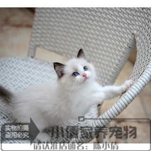 上海本地赛级宠物活体小猫咪纯种海豹双色布偶猫幼猫幼崽出售x