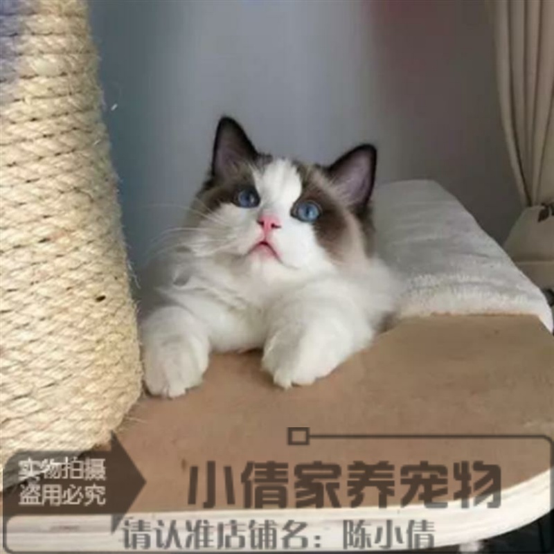 宠物猫咪活体蓝猫家养折耳猫波斯猫加菲猫布偶猫暹罗猫幼猫出售x