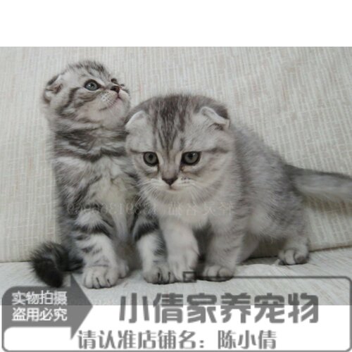 活体苏格兰折耳猫
