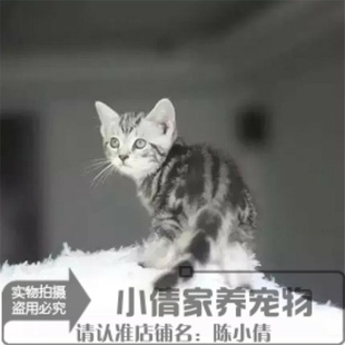 家养纯种美国短毛猫美短加白起司猫幼猫宠物猫银虎斑幼猫活体q
