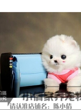 纯白色博美纯种茶杯博美日本俊介袖珍球体博美活体幼犬67h