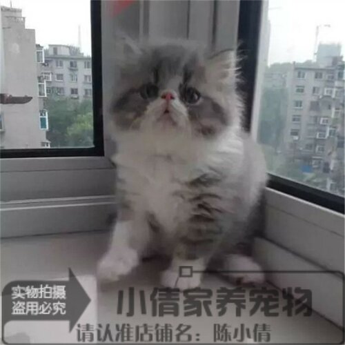 出售活体纯种蓝白异国短毛猫