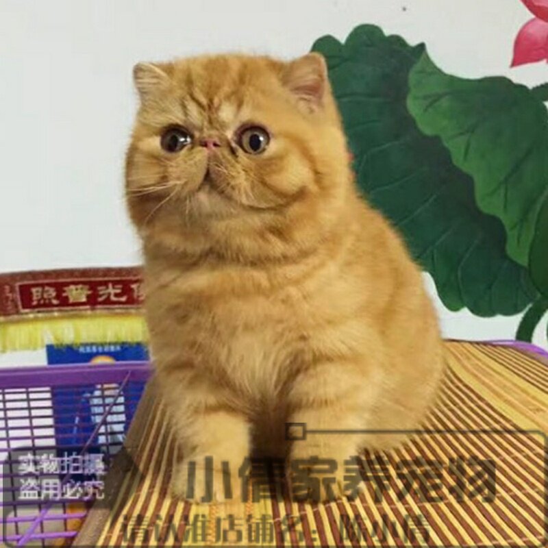 纯种加菲猫宠物猫美国CFA赛级证书活体异国短毛猫红虎斑公幼猫h