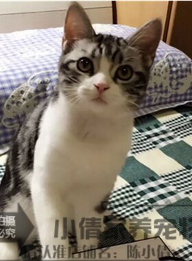 纯种加白起司立耳幼崽美国短毛猫
