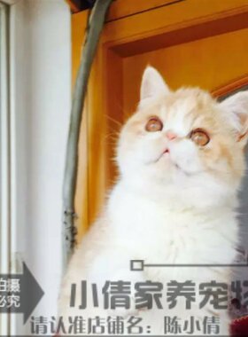 出售活体纯种幼崽异国短毛猫