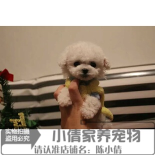 珍狗活体幼犬家养纯种泰迪犬白色母狗x 白色贵宾犬小体茶杯犬袖