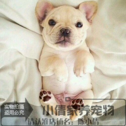 奶油出售双血统海盗眼法国斗牛犬