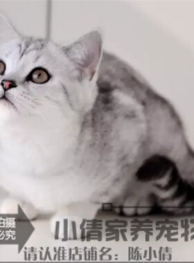 出售纯种活体立耳渐层英国短毛猫
