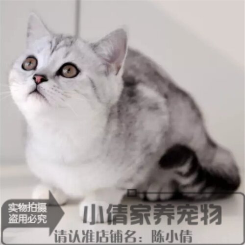 出售纯种活体立耳渐层英国短毛猫