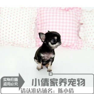 出售纯种吉娃娃幼犬苹果头大眼睛墨西哥茶杯幼犬宠物活体狗狗h