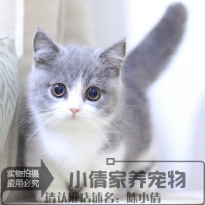 赛级曼基康矮脚猫拿破仑短腿猫咪幼崽宠物活体幼猫小奶猫纯种猫h