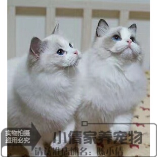 上海出售纯种布偶猫活体蓝双色海豹重点色手套色布偶幼猫宠物猫h
