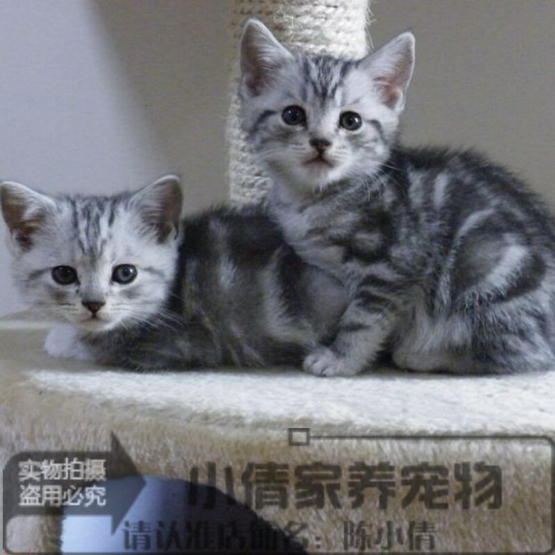 纯种猫咪宠物美国短毛猫深色虎斑纹家庭猫舍幼猫活体宠物猫幼猫x