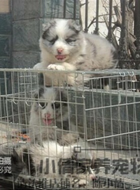 本地家养七白到位陨石边境牧羊犬活体幼犬陨石边牧宠物狗狗h