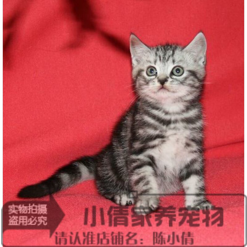 美短猫活体纯种猫短毛猫银虎斑猫美短标斑起司猫宠物猫咪黑白纹x
