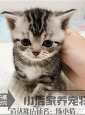 纯种活体银虎斑出售美国短毛猫